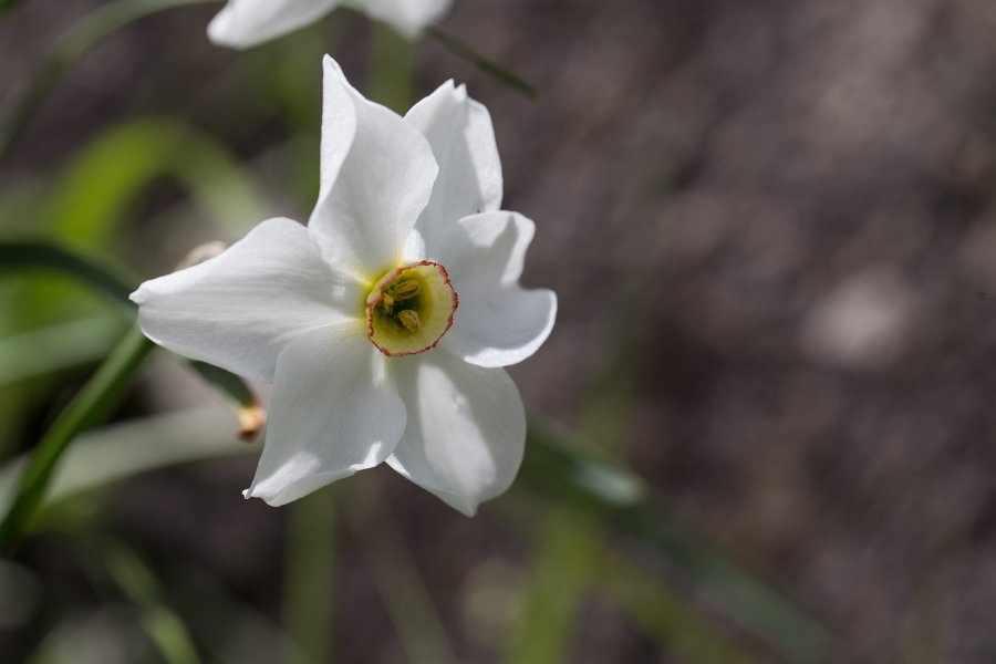 Narcisses-1