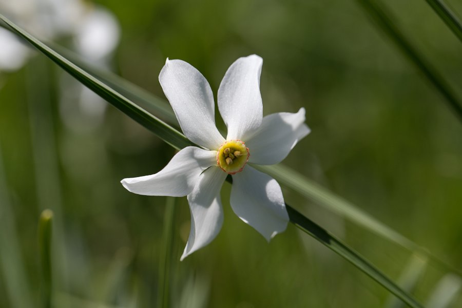 Narcisses-10