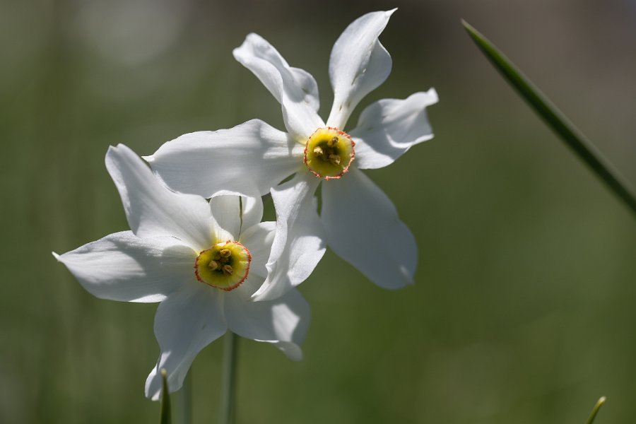 Narcisses-11