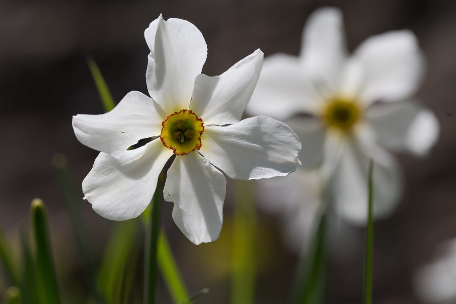 Narcisses-2