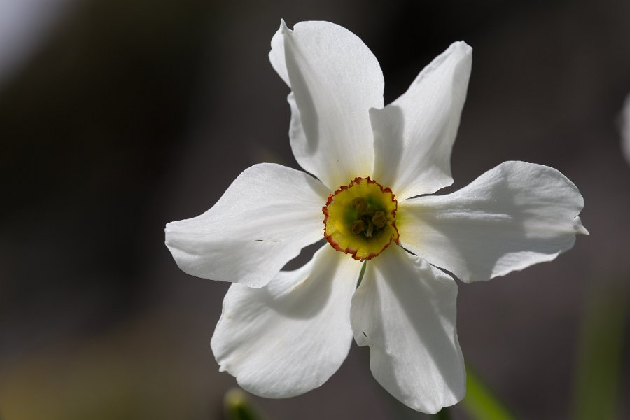 Narcisses-3