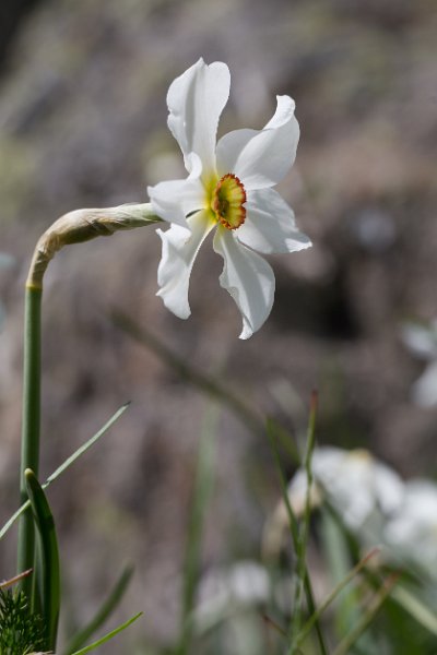 Narcisses-4