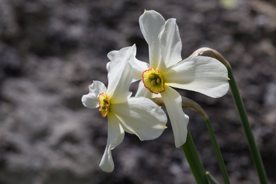 Narcisses-5