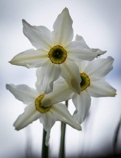 Narcisses-6