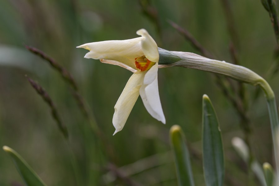 Narcisses-7