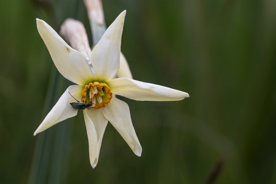 Narcisses-8