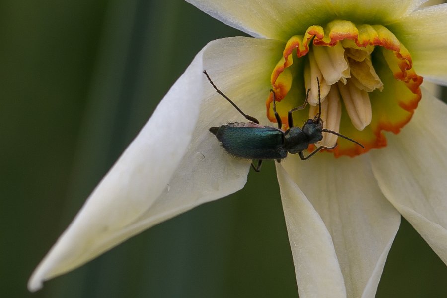 Narcisses-9