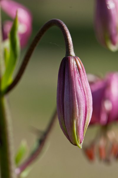 lis martagon-2
