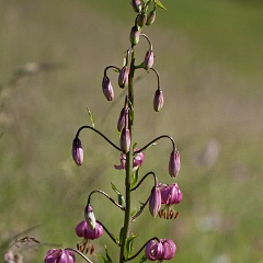 lis martagon-1