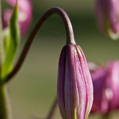 lis martagon-2