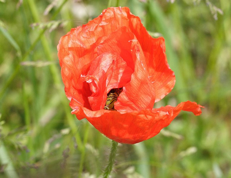 coquelicot-1