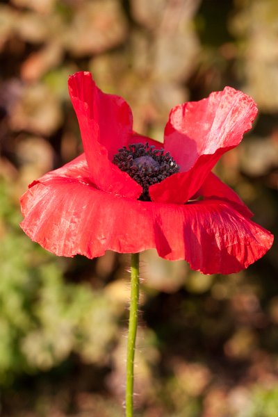 coquelicot-2