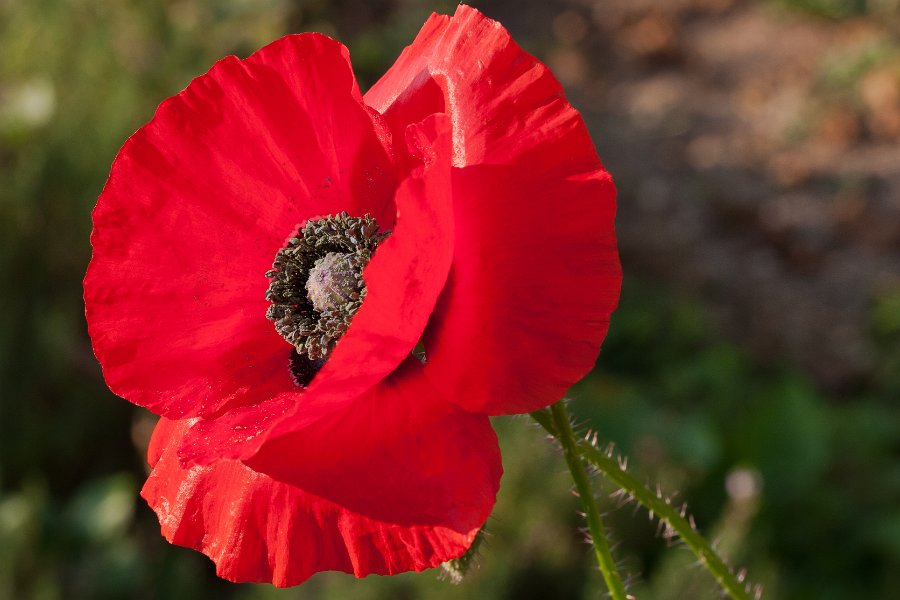 coquelicot-3