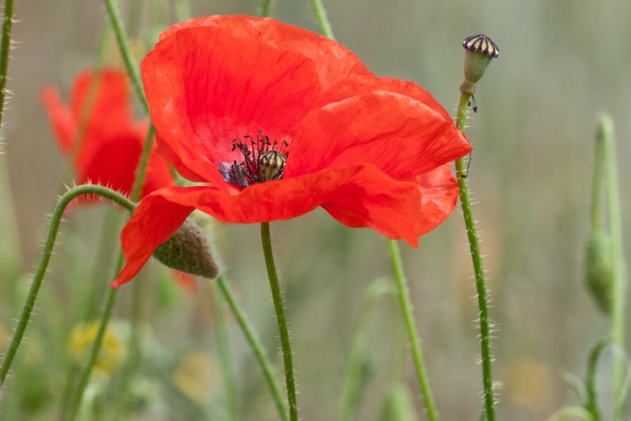 coquelicot-4