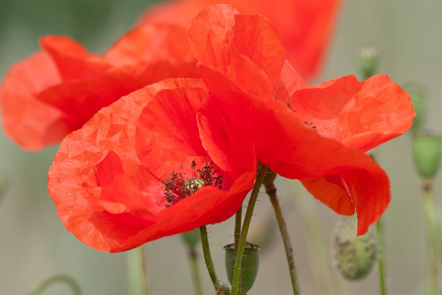 coquelicot-5
