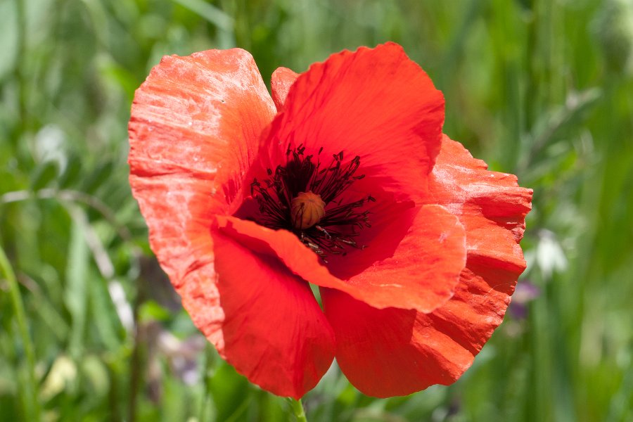 coquelicot-6