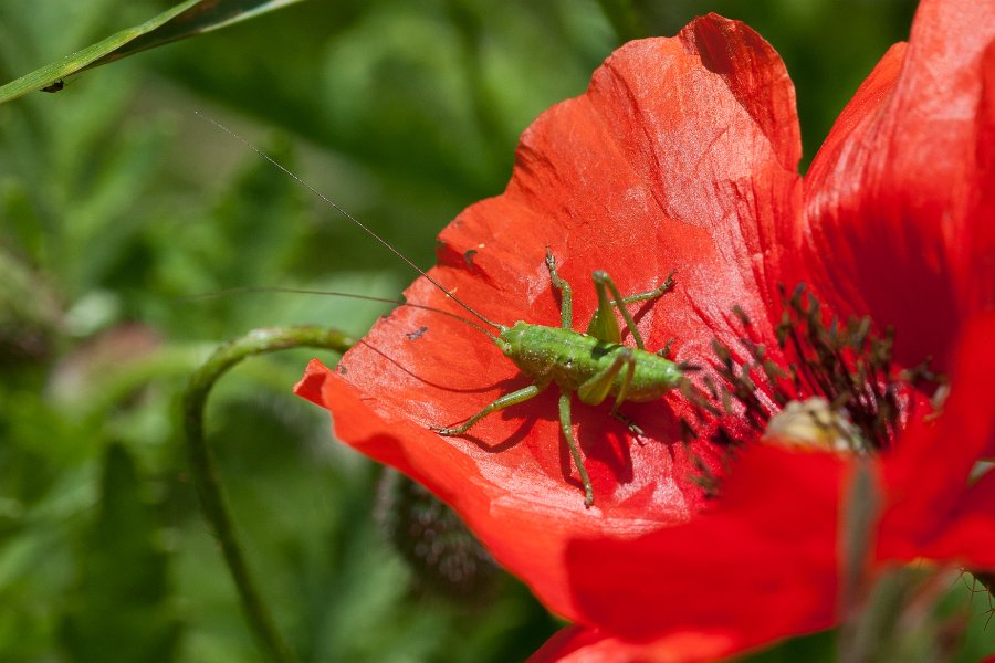 coquelicot-7