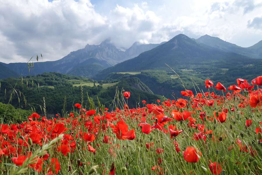 coquelicot-8