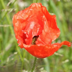 coquelicot-1