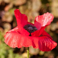 coquelicot-2