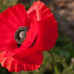 coquelicot-3