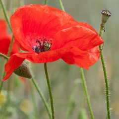 coquelicot-4