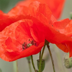 coquelicot-5