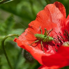 coquelicot-7