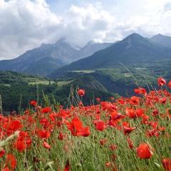 Champ de céréales dans le pays Corps
