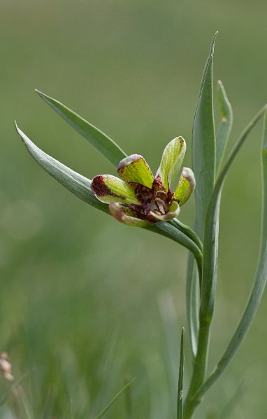 fritillaire-1