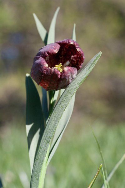 fritillaire-11