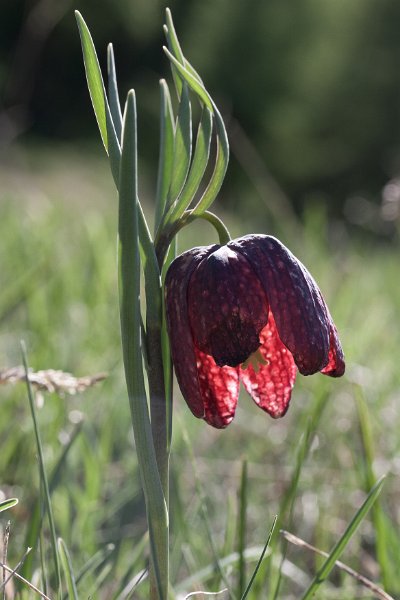 fritillaire-12