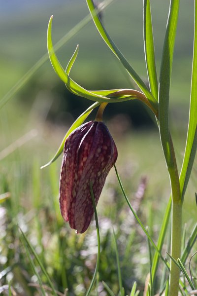 fritillaire-13
