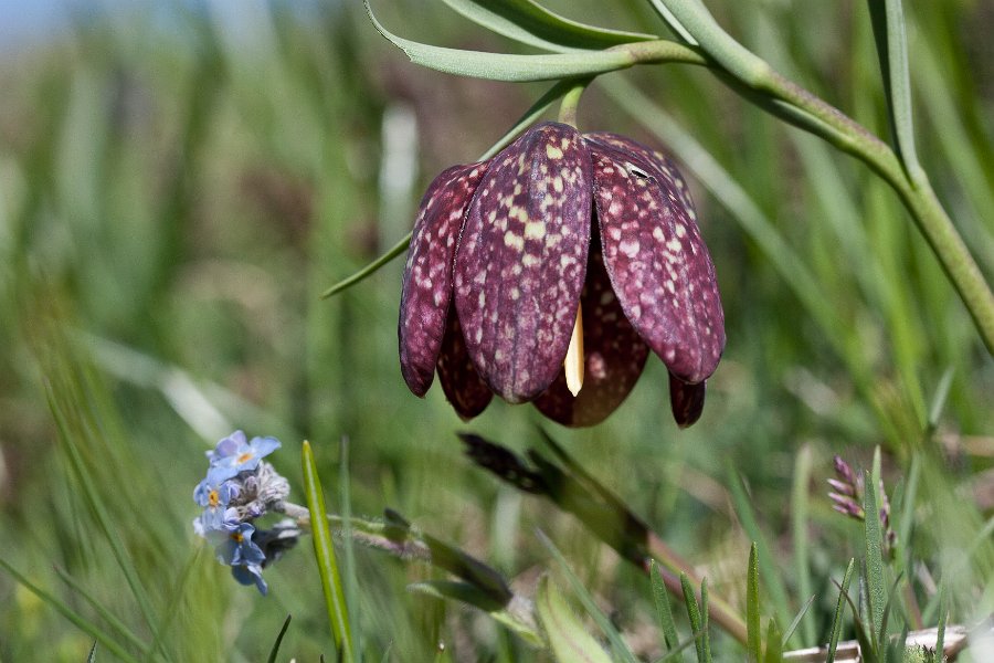 fritillaire-14