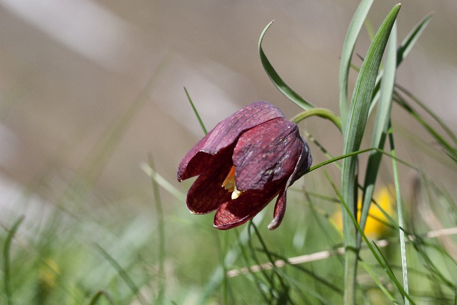 fritillaire-15