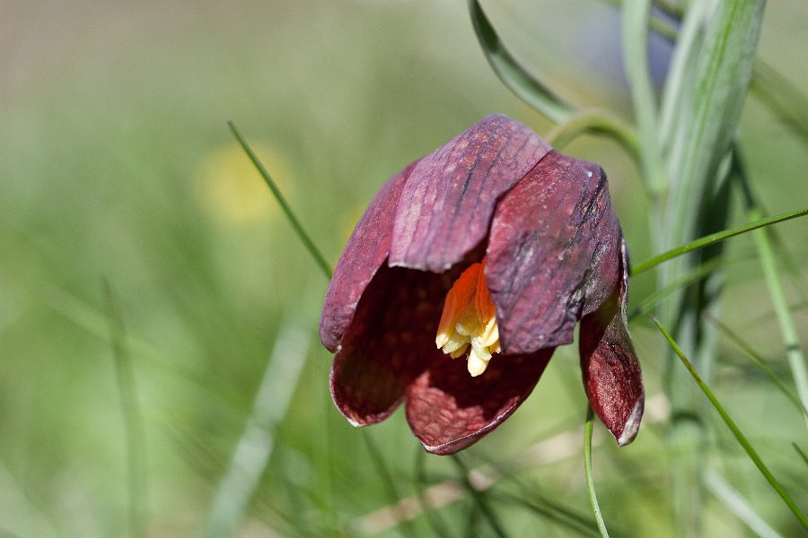 fritillaire-16