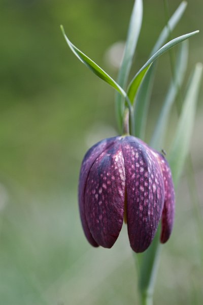 fritillaire-17