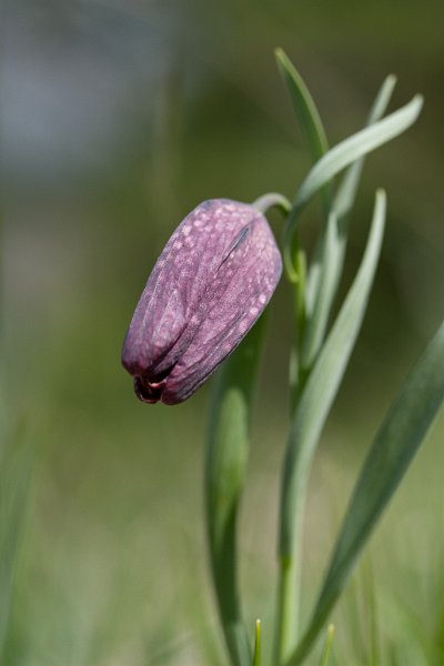 fritillaire-18