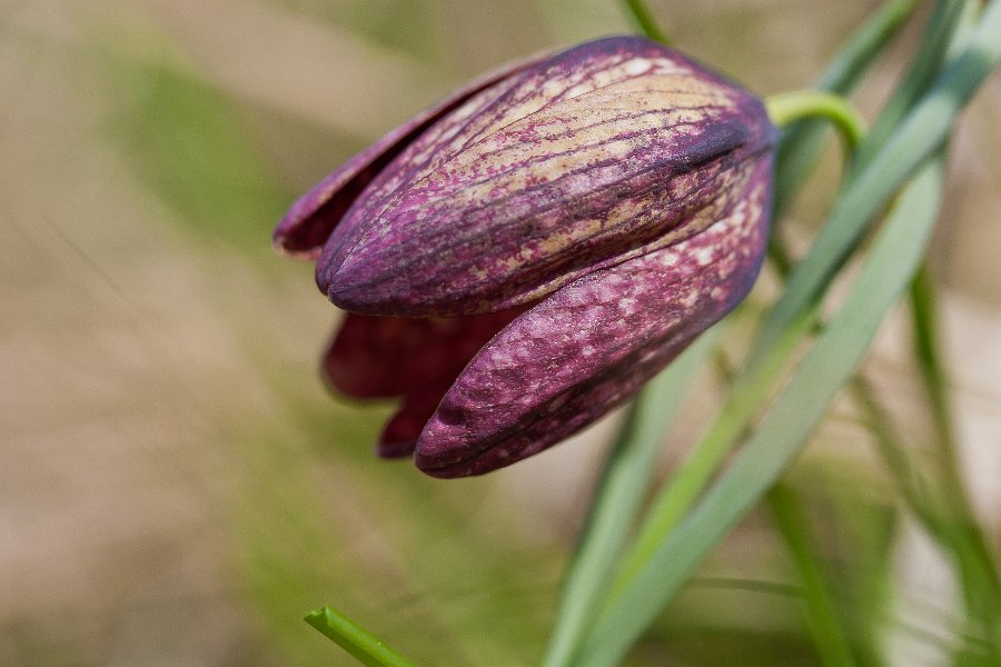fritillaire-19