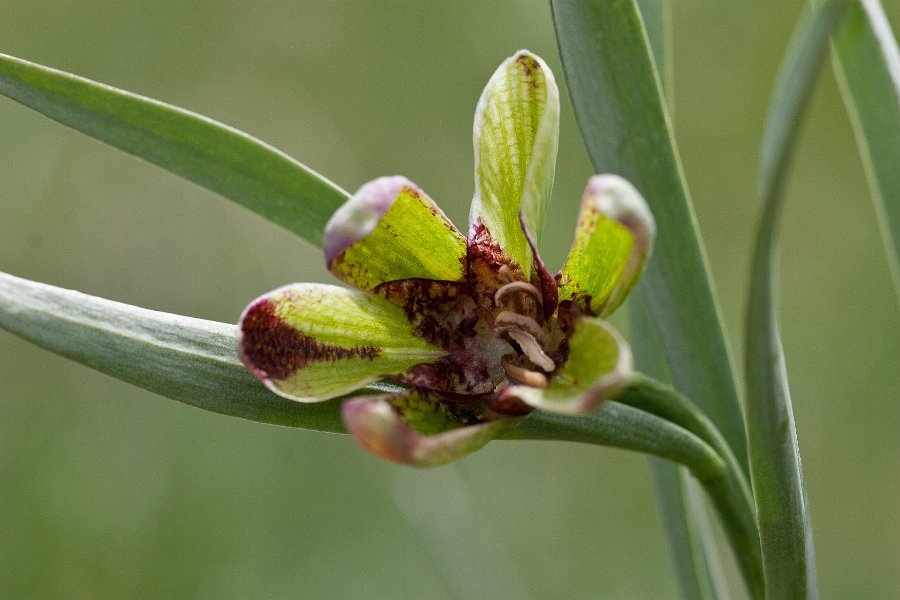 fritillaire-2