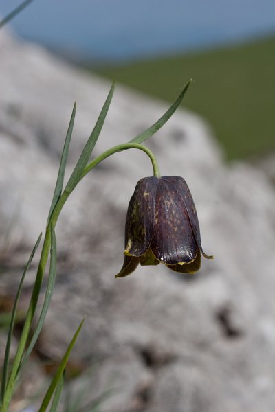 fritillaire-21
