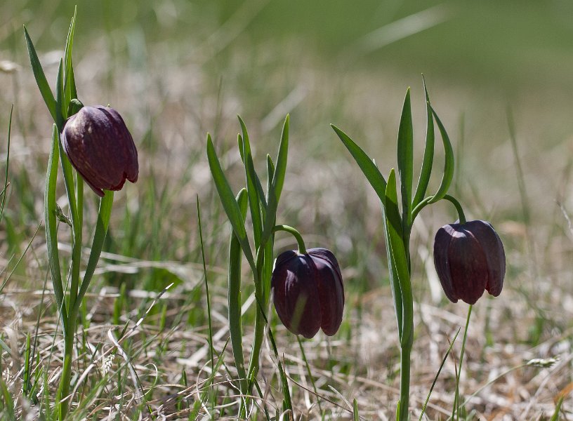 fritillaire-3