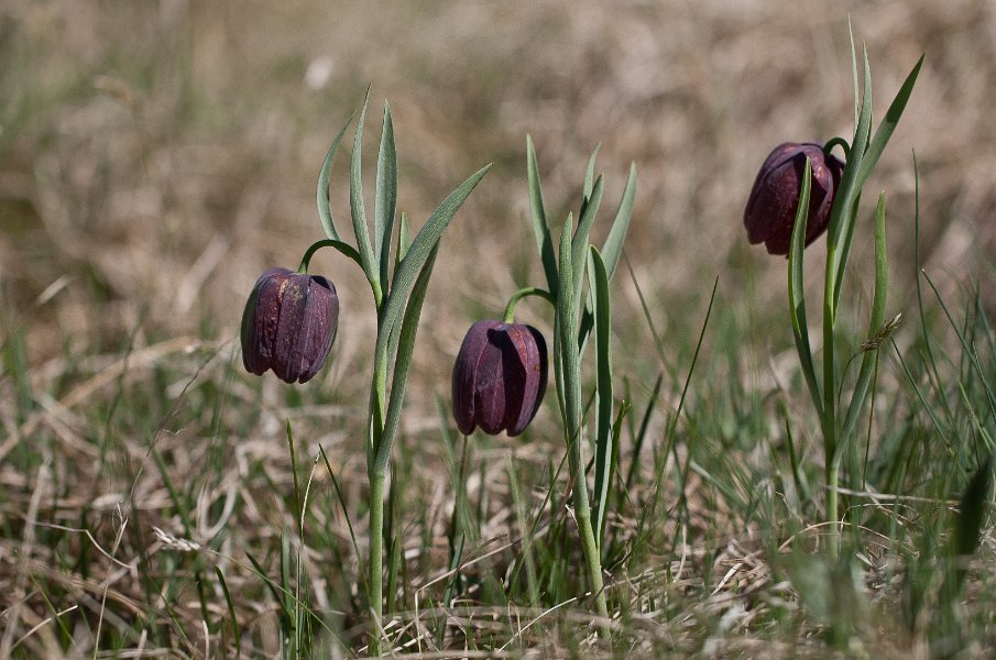 fritillaire-4