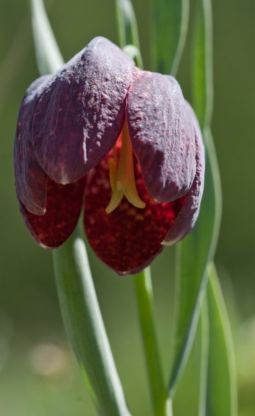 fritillaire-5