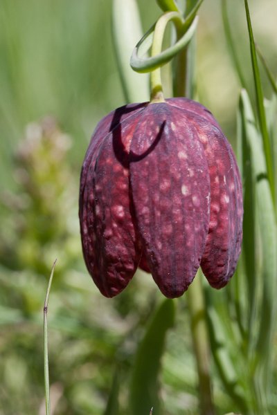 fritillaire-7