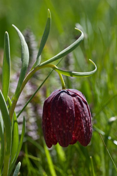 fritillaire-8