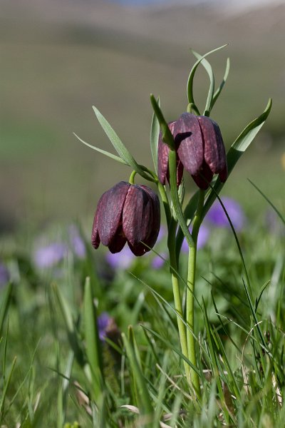 fritillaire-9