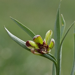 fritillaire-1