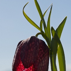 fritillaire-10