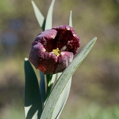 fritillaire-11